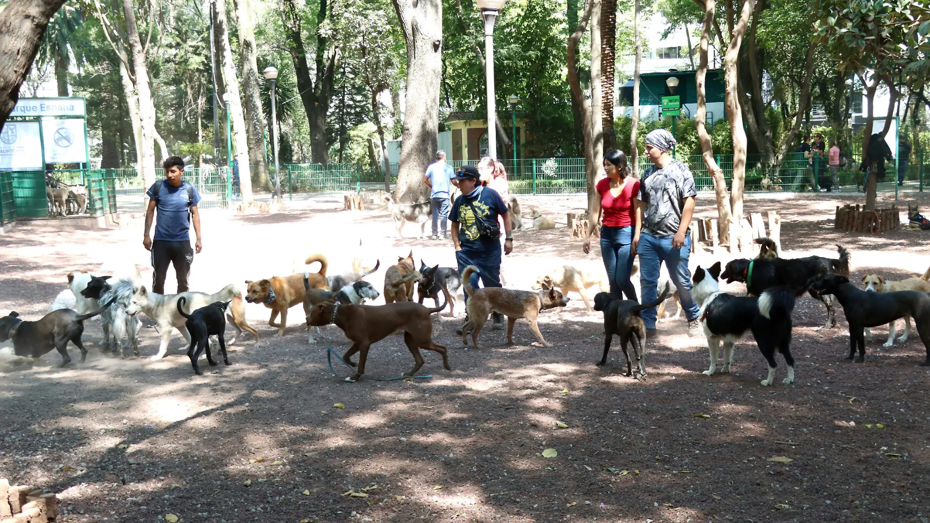 CUIDADORES DE PERROS CONDESA (22)